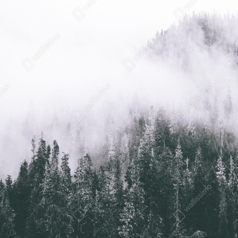 Schrankaufkleber nebliger immergrüner wald – Wallnifity® Schrankaufkleber nebliger immergrüner wald – Wallnifity®