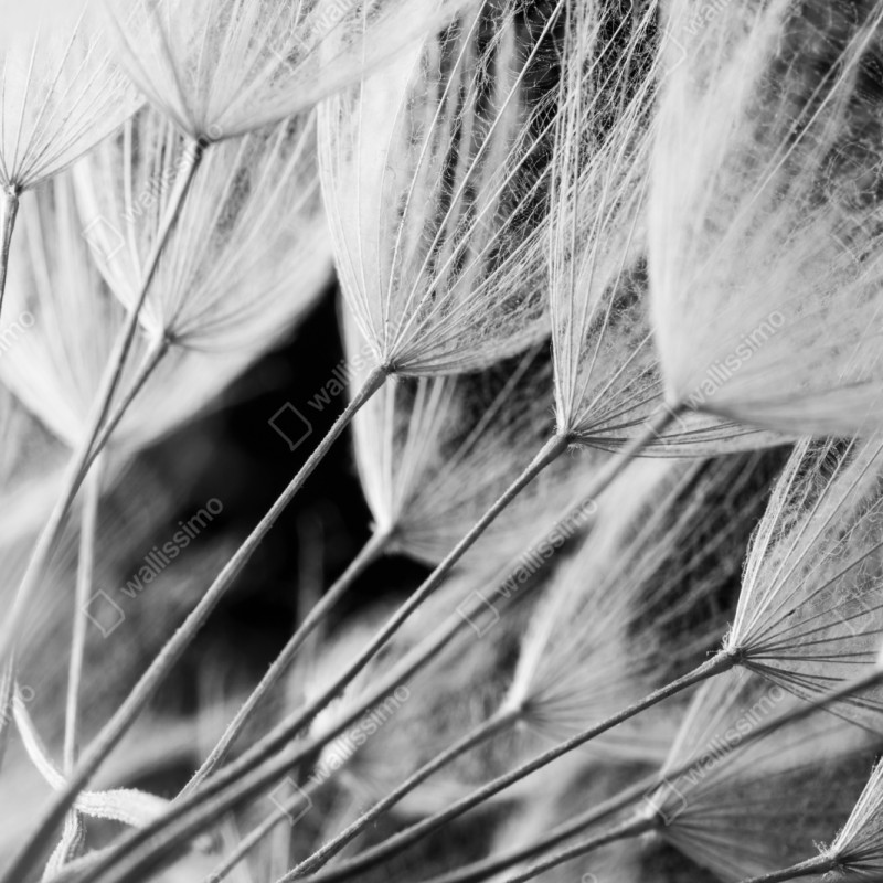 Schrankaufkleber zarte nahaufnahme von löwenzahnsamen in monochrom – Wallnifity®