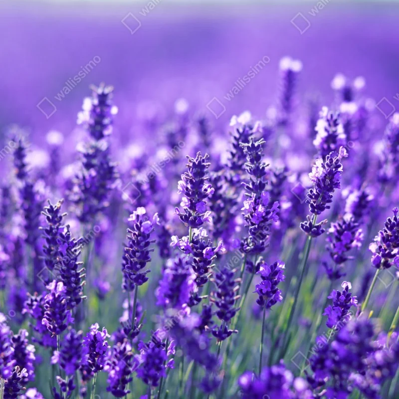 Schrankaufkleber lavendelfeld nahaufnahme – Wallnifity® Schrankaufkleber lavendelfeld nahaufnahme – Wallnifity®
