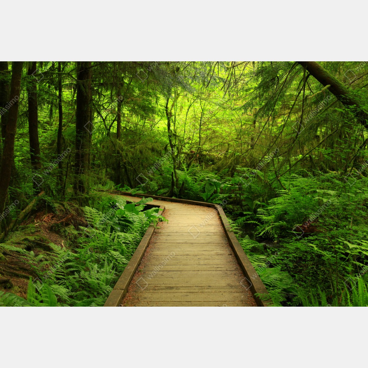 Schrankaufkleber ruhiger grüner waldsteg – Wallnifity® Schrankaufkleber ruhiger grüner waldsteg – Wallnifity®