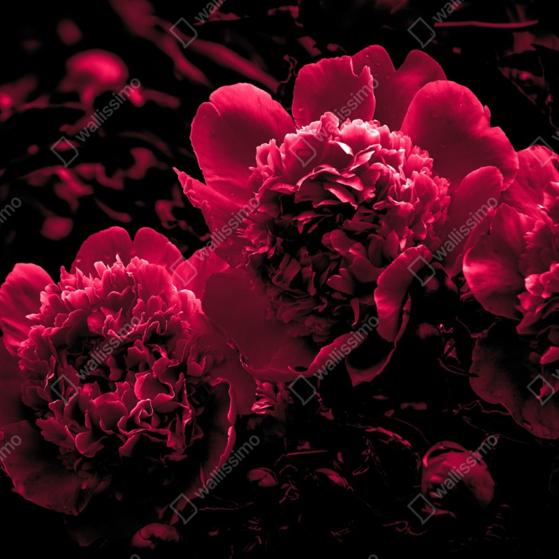 Schrankaufkleber stimmungsvolle rosa pfingstrosen – Wallnifity® Schrankaufkleber stimmungsvolle rosa pfingstrosen – Wallnifity®