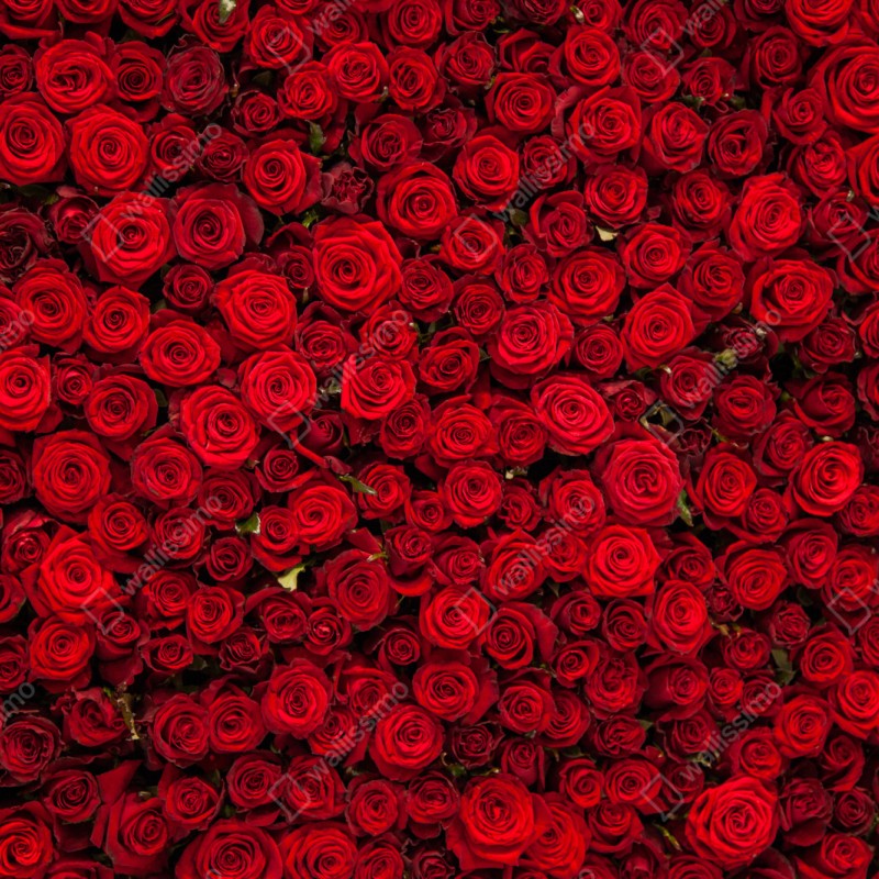 Schrankaufkleber endlose wand aus roten rosen – Wallnifity® Schrankaufkleber endlose wand aus roten rosen – Wallnifity®