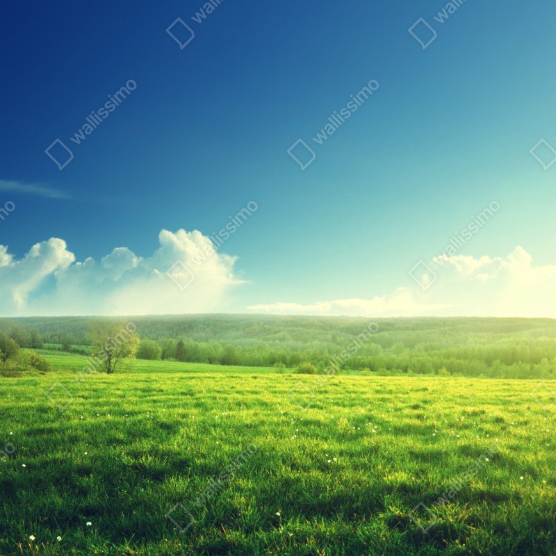 Schrankaufkleber sonnige frühlingswiese im abendlicht – Wallnifity® Schrankaufkleber sonnige frühlingswiese im abendlicht – Wallnifity®