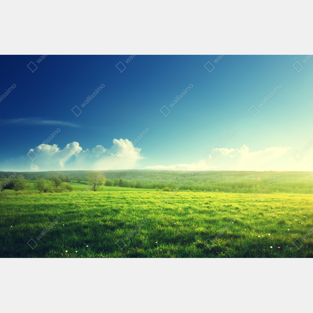 Schrankaufkleber sonnige frühlingswiese im abendlicht – Wallnifity® Schrankaufkleber sonnige frühlingswiese im abendlicht – Wallnifity®