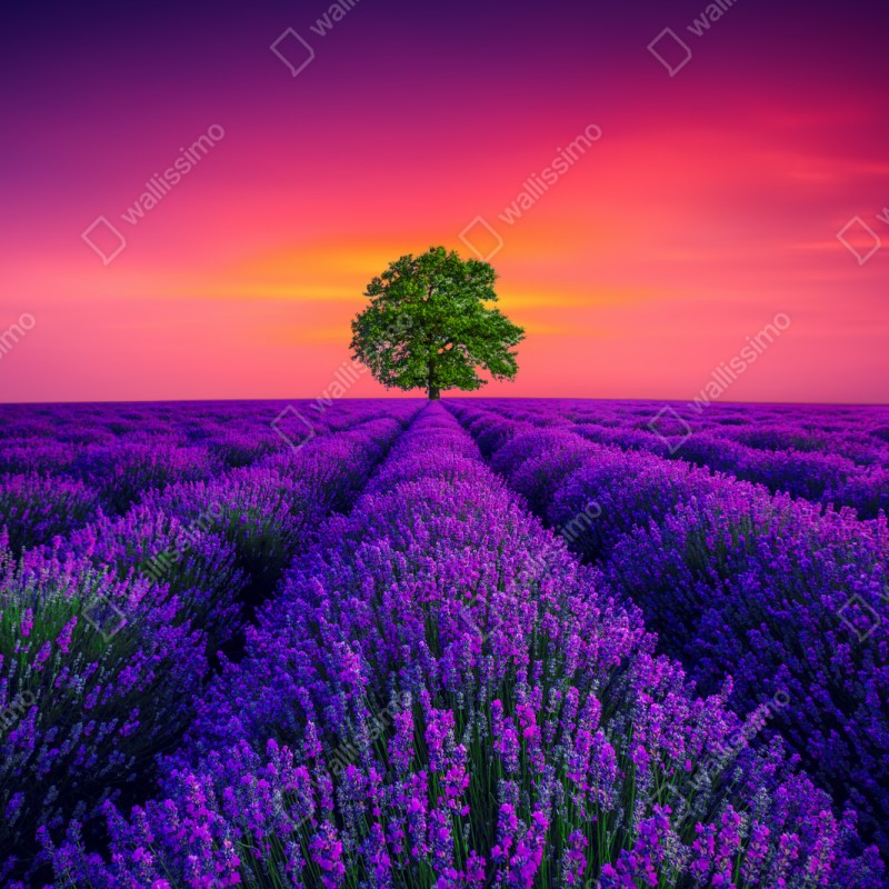 Schrankaufkleber lavendelfeld bei sonnenuntergang mit einsamem baum – Wallnifity® Schrankaufkleber lavendelfeld bei sonnenuntergang mit einsamem baum – Wallnifity®