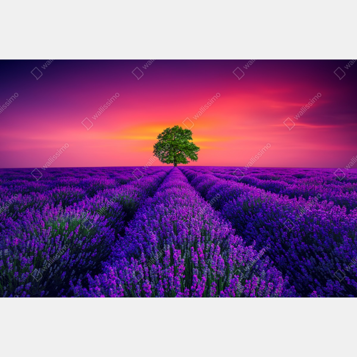 Schrankaufkleber lavendelfeld bei sonnenuntergang mit einsamem baum – Wallnifity® Schrankaufkleber lavendelfeld bei sonnenuntergang mit einsamem baum – Wallnifity®