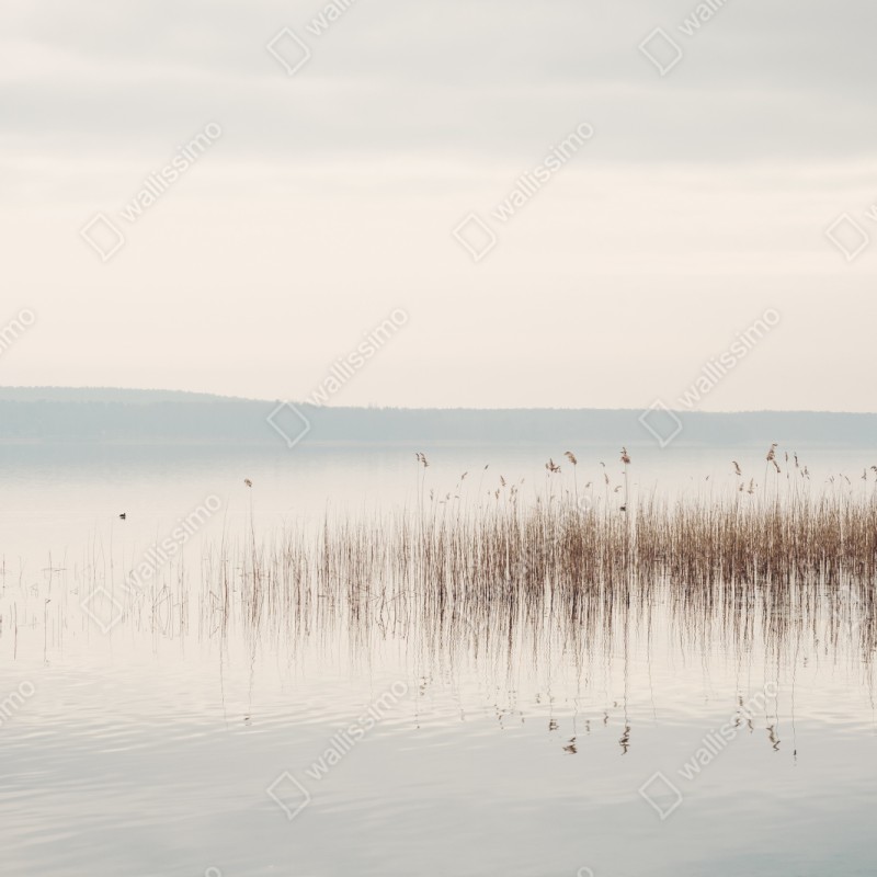 Schrankaufkleber ruhige schilfzone am see – Wallnifity® Schrankaufkleber ruhige schilfzone am see – Wallnifity®