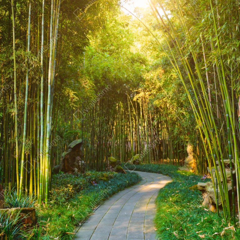 Schrankaufkleber ruhiger bambuswald mit pfad – Wallnifity® Schrankaufkleber ruhiger bambuswald mit pfad – Wallnifity®