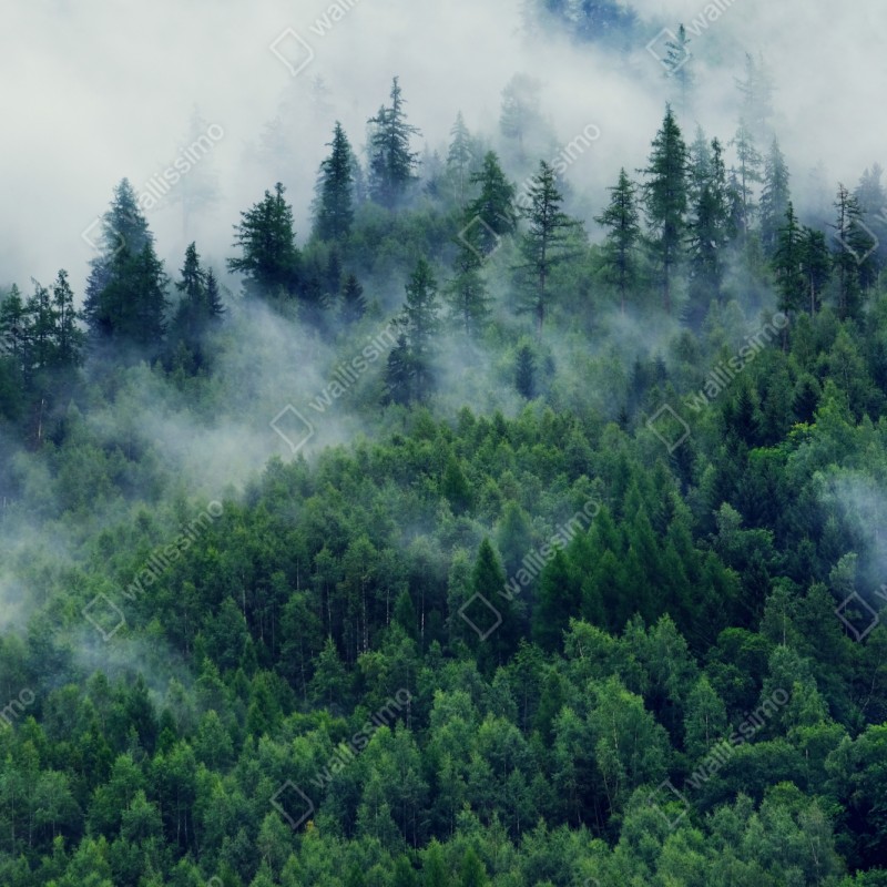 Schrankaufkleber nebliger grüner wald – Wallnifity® Schrankaufkleber nebliger grüner wald – Wallnifity®