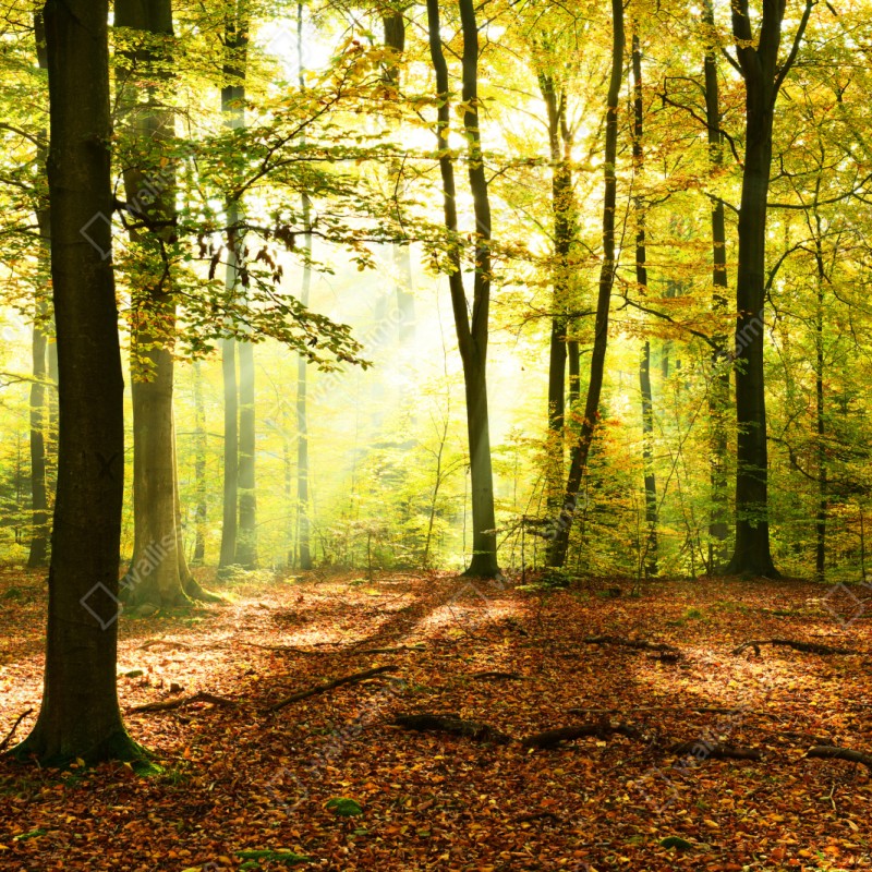 Schrankaufkleber goldener herbstwald am morgen – Wallnifity® Schrankaufkleber goldener herbstwald am morgen – Wallnifity®