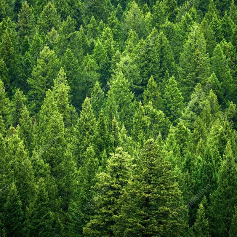 Schrankaufkleber üppige kronen eines kieferwaldes – Wallnifity® Schrankaufkleber üppige kronen eines kieferwaldes – Wallnifity®