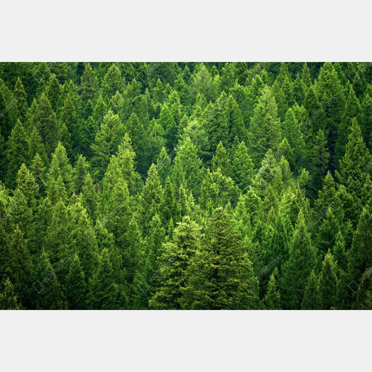 Schrankaufkleber üppige kronen eines kieferwaldes – Wallnifity® Schrankaufkleber üppige kronen eines kieferwaldes – Wallnifity®