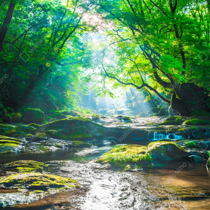 Schrankaufkleber sonnendurchfluteter waldbach mit moosbedeckten steinen – Wallnifity® Schrankaufkleber sonnendurchfluteter waldbach mit moosbedeckten steinen – Wallnifity®