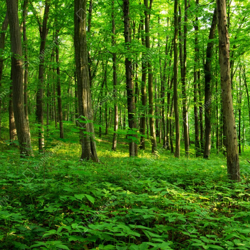 Schrankaufkleber sonniger grüner wald im frühling – Wallnifity®