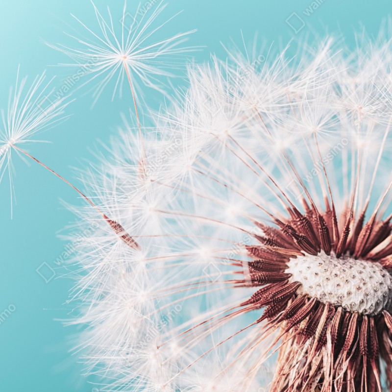 Schrankaufkleber zarter löwenzahn vor türkisfarbenem hintergrund – Wallnifity® Schrankaufkleber zarter löwenzahn vor türkisfarbenem hintergrund – Wallnifity®