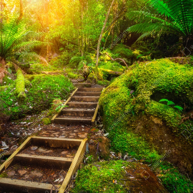 Schrankaufkleber moosiger regenwaldpfad auf der Tasman-Halbinsel – Wallnifity®