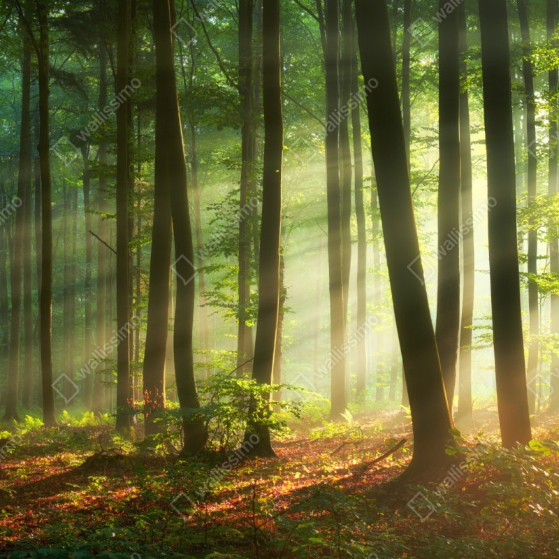 Schrankaufkleber sonnenbeschienener morgenwald – Wallnifity® Schrankaufkleber sonnenbeschienener morgenwald – Wallnifity®