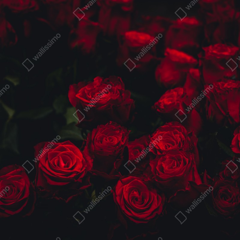 Schrankaufkleber dunkler rosenstrauß – Wallnifity®