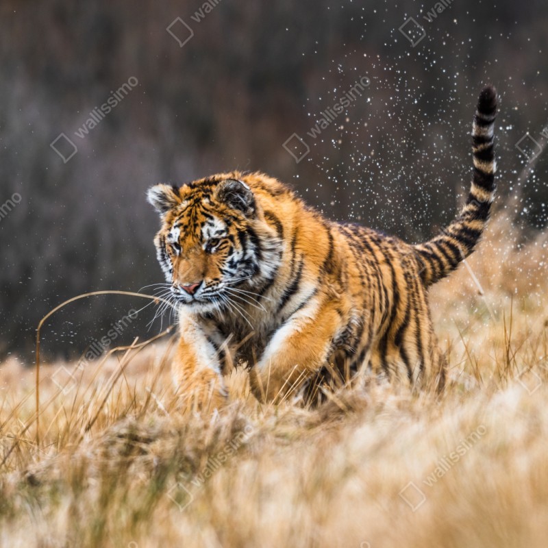 Schrankaufkleber sibirischer tiger in bewegung – Wallnifity® Schrankaufkleber sibirischer tiger in bewegung – Wallnifity®