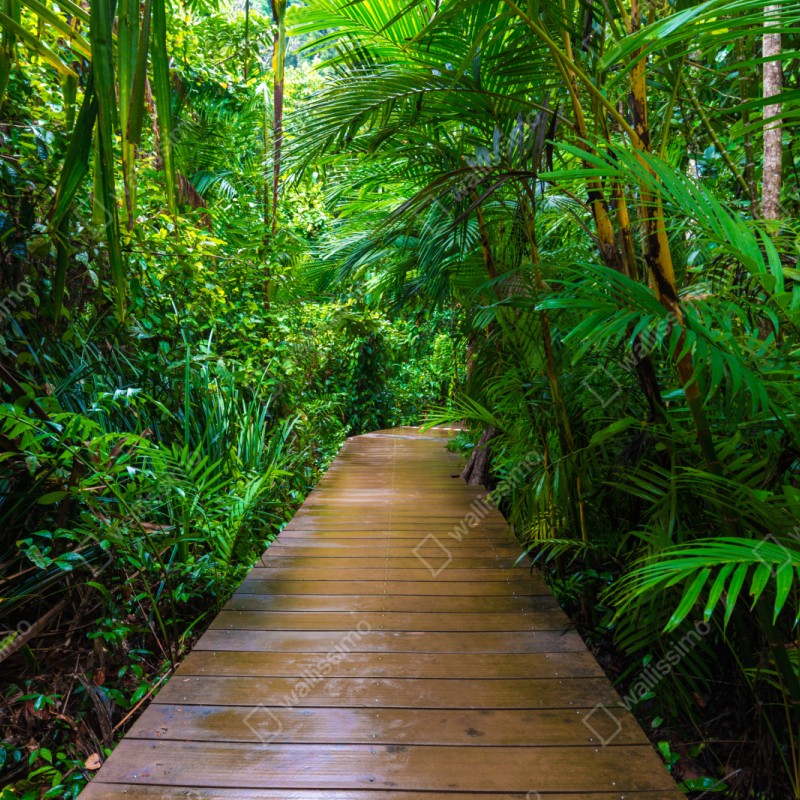 Schrankaufkleber mangrovensteg durch üppigen grünen dschungel – Wallnifity® Schrankaufkleber mangrovensteg durch üppigen grünen dschungel – Wallnifity®