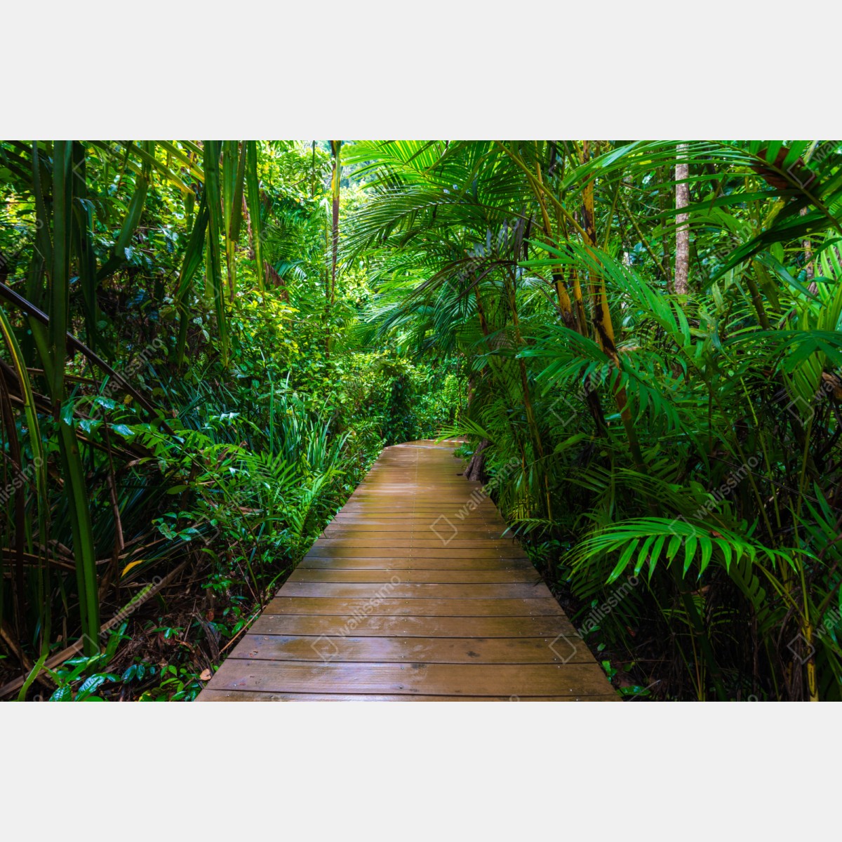 Schrankaufkleber mangrovensteg durch üppigen grünen dschungel – Wallnifity® Schrankaufkleber mangrovensteg durch üppigen grünen dschungel – Wallnifity®