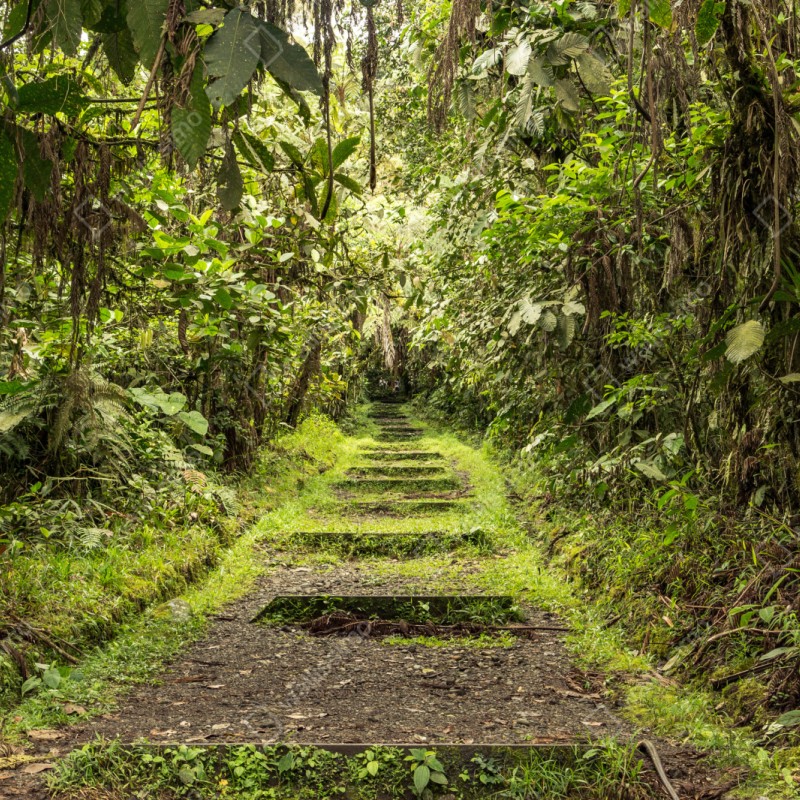 Schrankaufkleber pfad durch üppigen dschungel – Wallnifity® Schrankaufkleber pfad durch üppigen dschungel – Wallnifity®