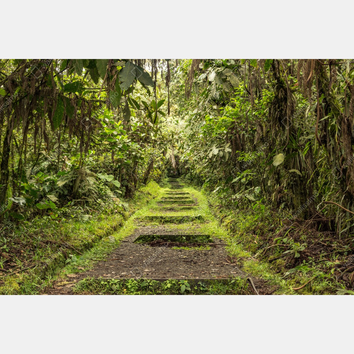 Schrankaufkleber pfad durch üppigen dschungel – Wallnifity® Schrankaufkleber pfad durch üppigen dschungel – Wallnifity®