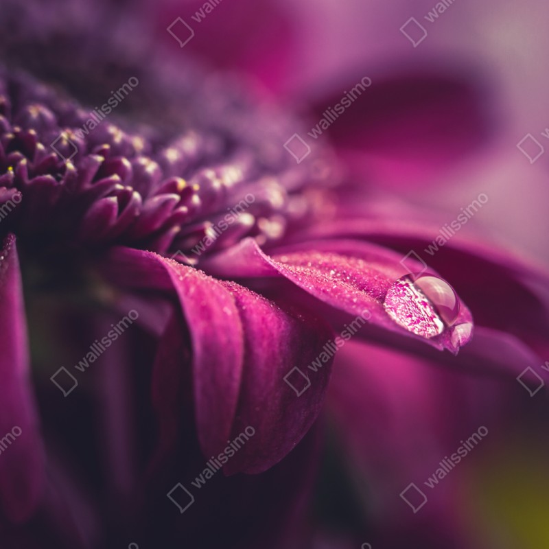 Schrankaufkleber lila makroblüte mit tautropfen – Wallnifity® Schrankaufkleber lila makroblüte mit tautropfen – Wallnifity®