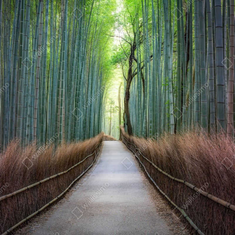 Schrankaufkleber ruhiger bambuswaldweg – Wallnifity® Schrankaufkleber ruhiger bambuswaldweg – Wallnifity®