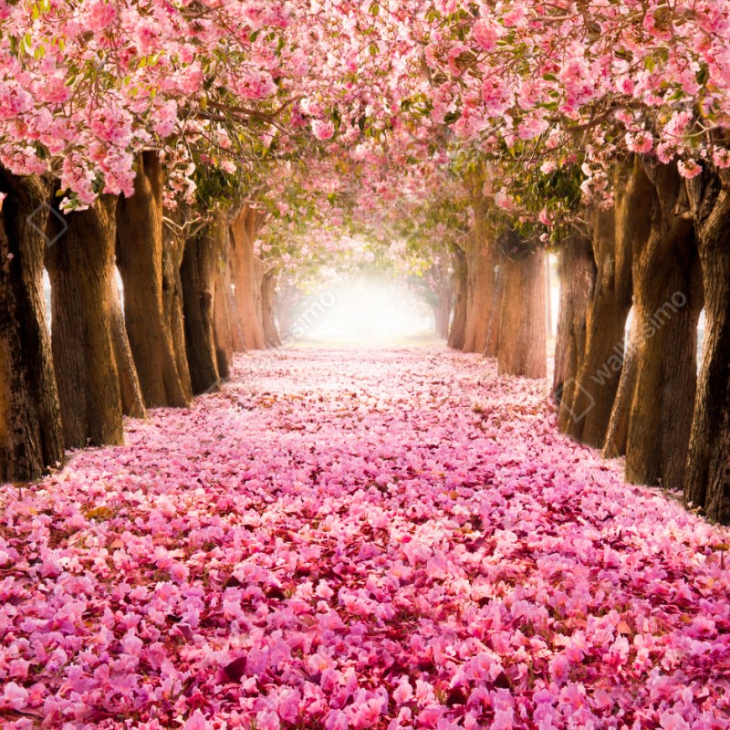 Schrankaufkleber rosa blütenallee unter kirschbäumen – Wallnifity® Schrankaufkleber rosa blütenallee unter kirschbäumen – Wallnifity®