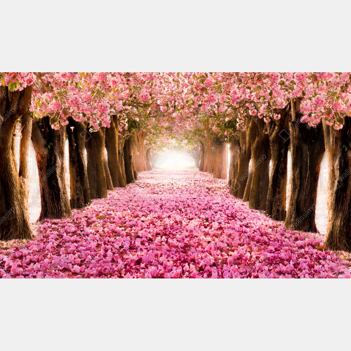 Schrankaufkleber rosa blütenallee unter kirschbäumen – Wallnifity® Schrankaufkleber rosa blütenallee unter kirschbäumen – Wallnifity®