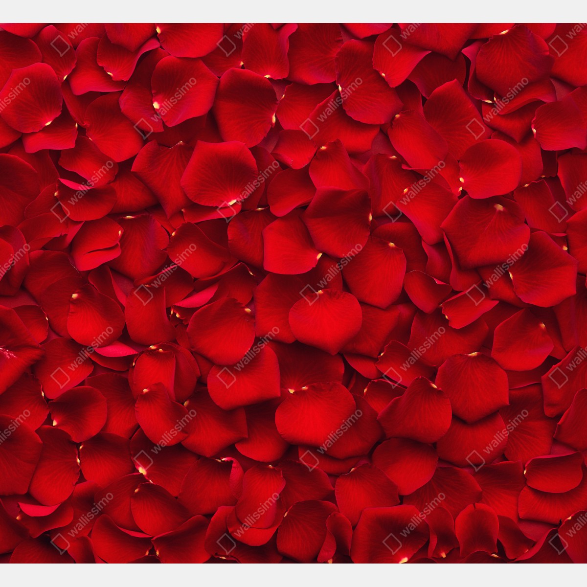 Schrankaufkleber rote rosenblätter hintergrund – Wallnifity® Schrankaufkleber rote rosenblätter hintergrund – Wallnifity®