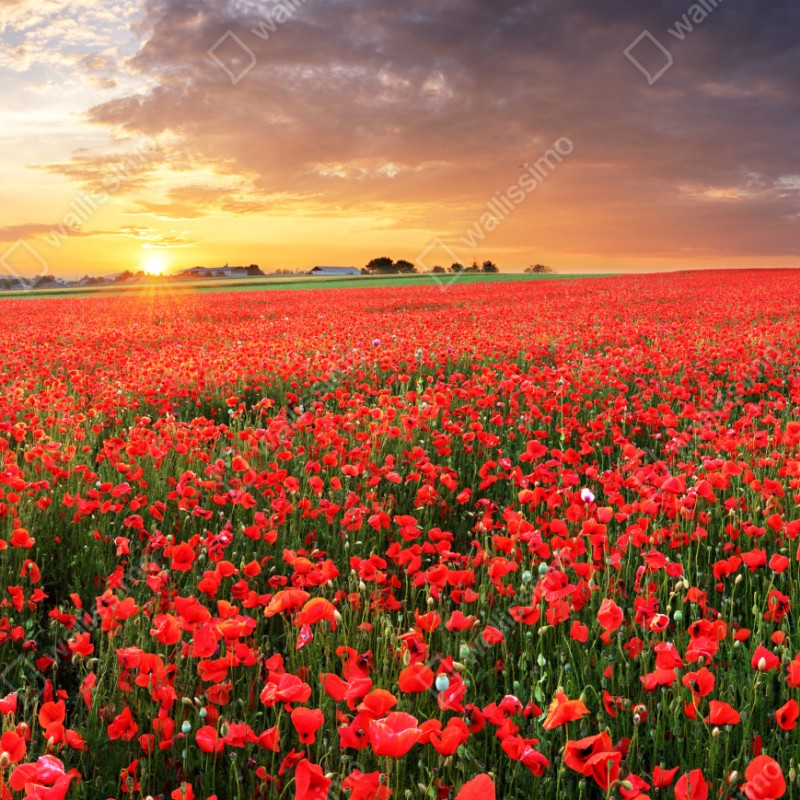 Schrankaufkleber mohnfeld im sonnenuntergang – Wallnifity® Schrankaufkleber mohnfeld im sonnenuntergang – Wallnifity®