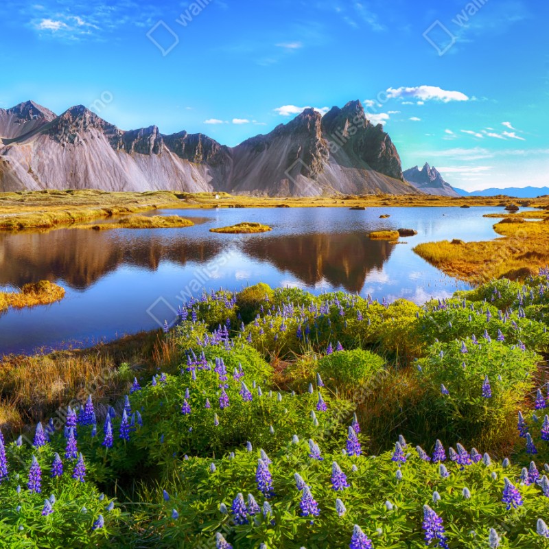 Schrankaufkleber lebendige lupinenwiesen bei Vestrahorn, Island – Wallnifity® Schrankaufkleber lebendige lupinenwiesen bei Vestrahorn, Island – Wallnifity®