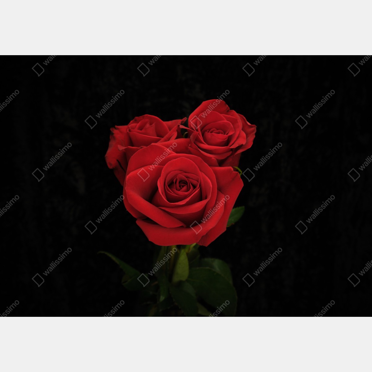 Schrankaufkleber rote rosen vor schwarzem hintergrund – Wallnifity® Schrankaufkleber rote rosen vor schwarzem hintergrund – Wallnifity®