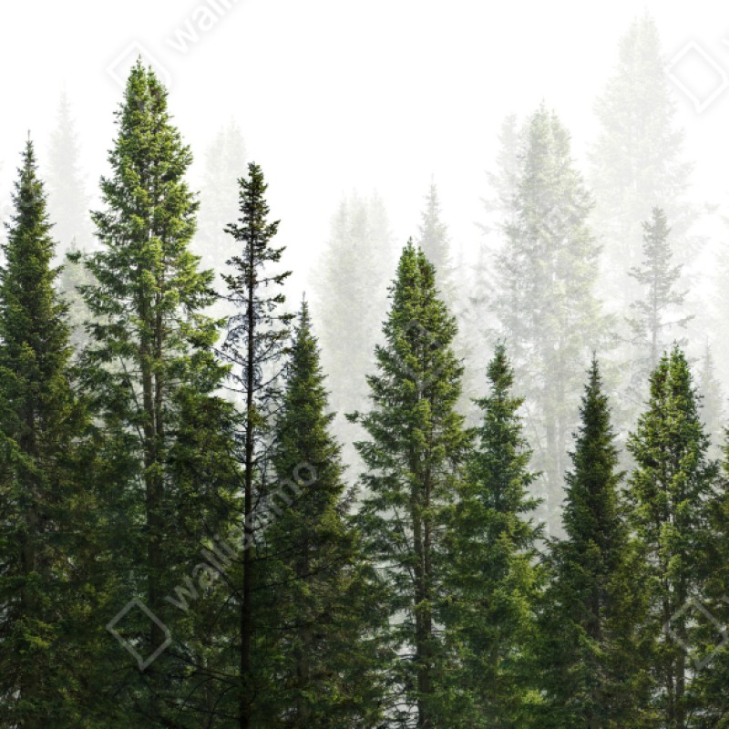 Schrankaufkleber nebliger tannenwald – Wallnifity®