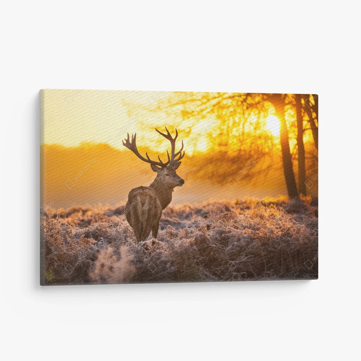 Leinwandbild goldener hirsch im sonnenaufgang – Wallnifity® Leinwandbild goldener hirsch im sonnenaufgang – Wallnifity®