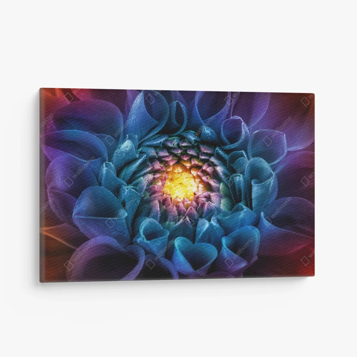 Leinwandbild leuchtende blaue chrysantheme nahaufnahme – Wallnifity® Leinwandbild leuchtende blaue chrysantheme nahaufnahme – Wallnifity®