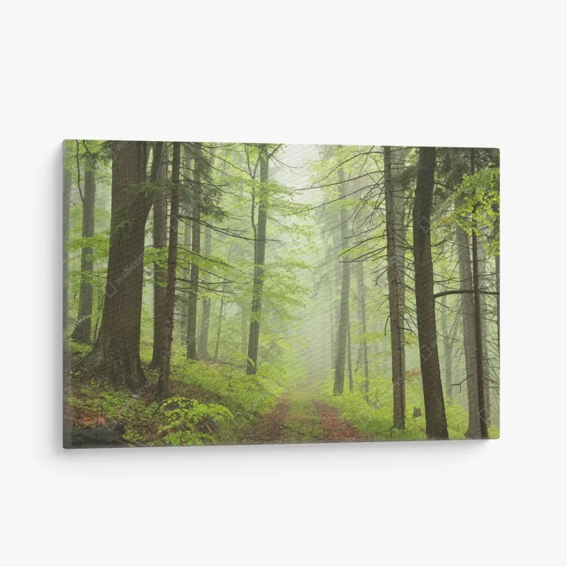 Leinwandbild nebliger grüner waldpfad