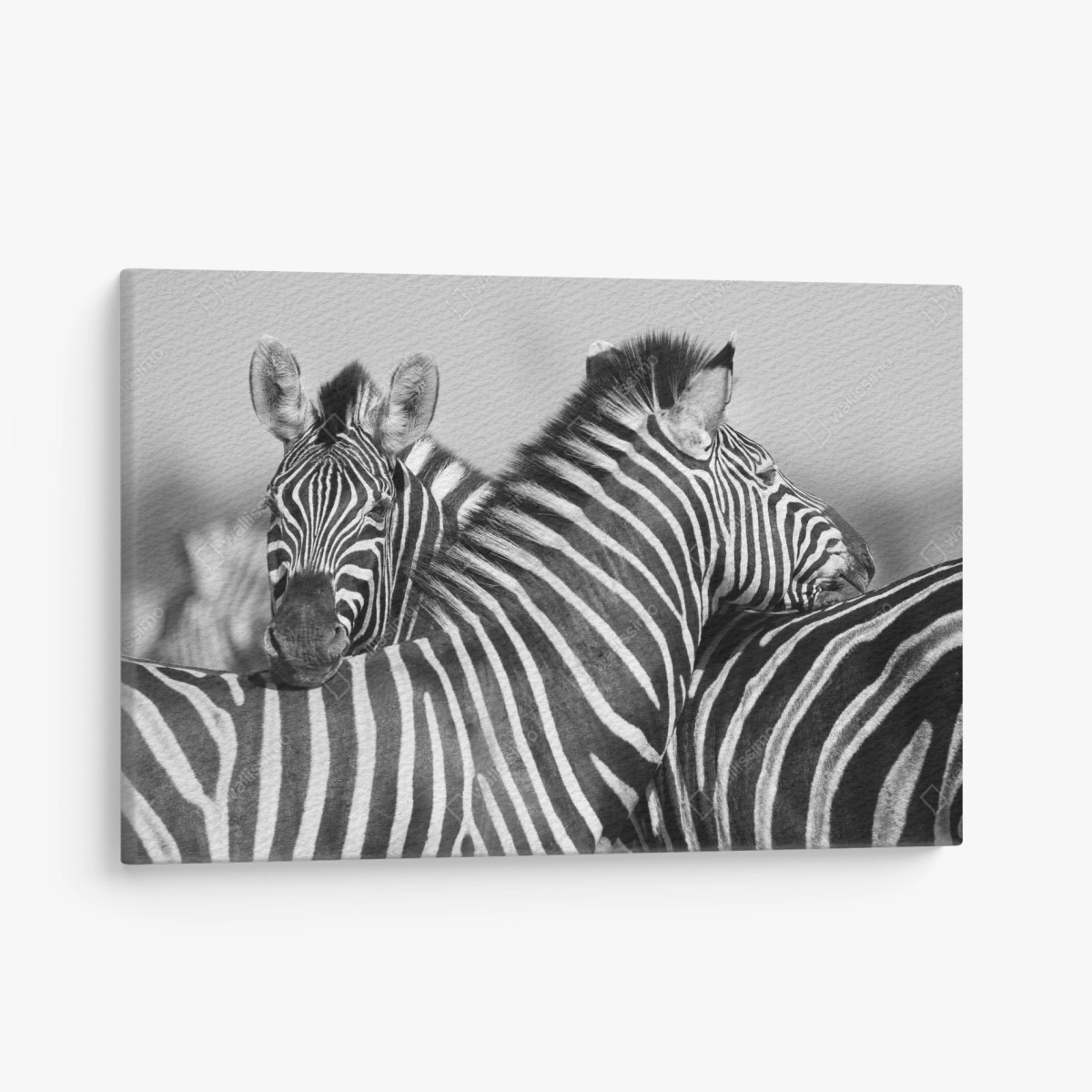 Leinwandbild verschlungene zebras in monochrom – Wallnifity®