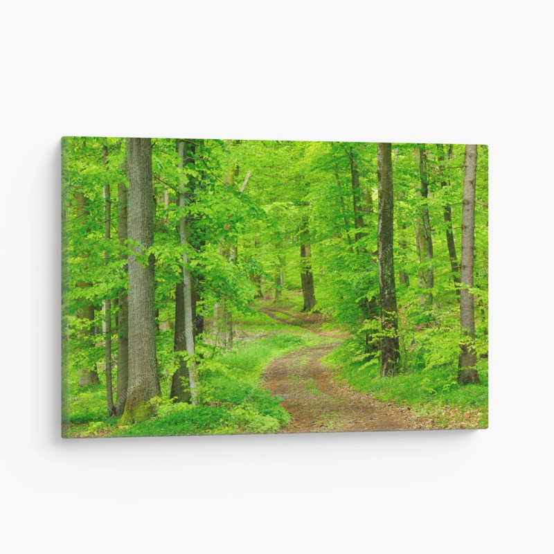 Leinwandbild ruhiger waldweg im frühling