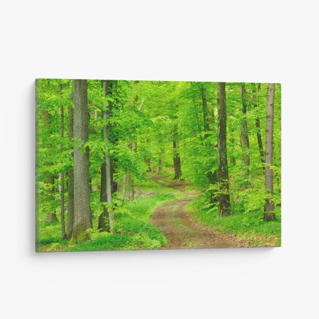 Leinwandbild ruhiger waldweg im frühling – Wallnifity®