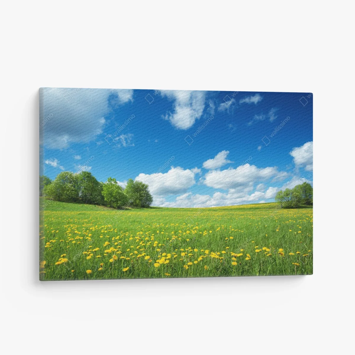 Leinwandbild sonnige wiese mit löwenzahn und blauem himmel – Wallnifity®