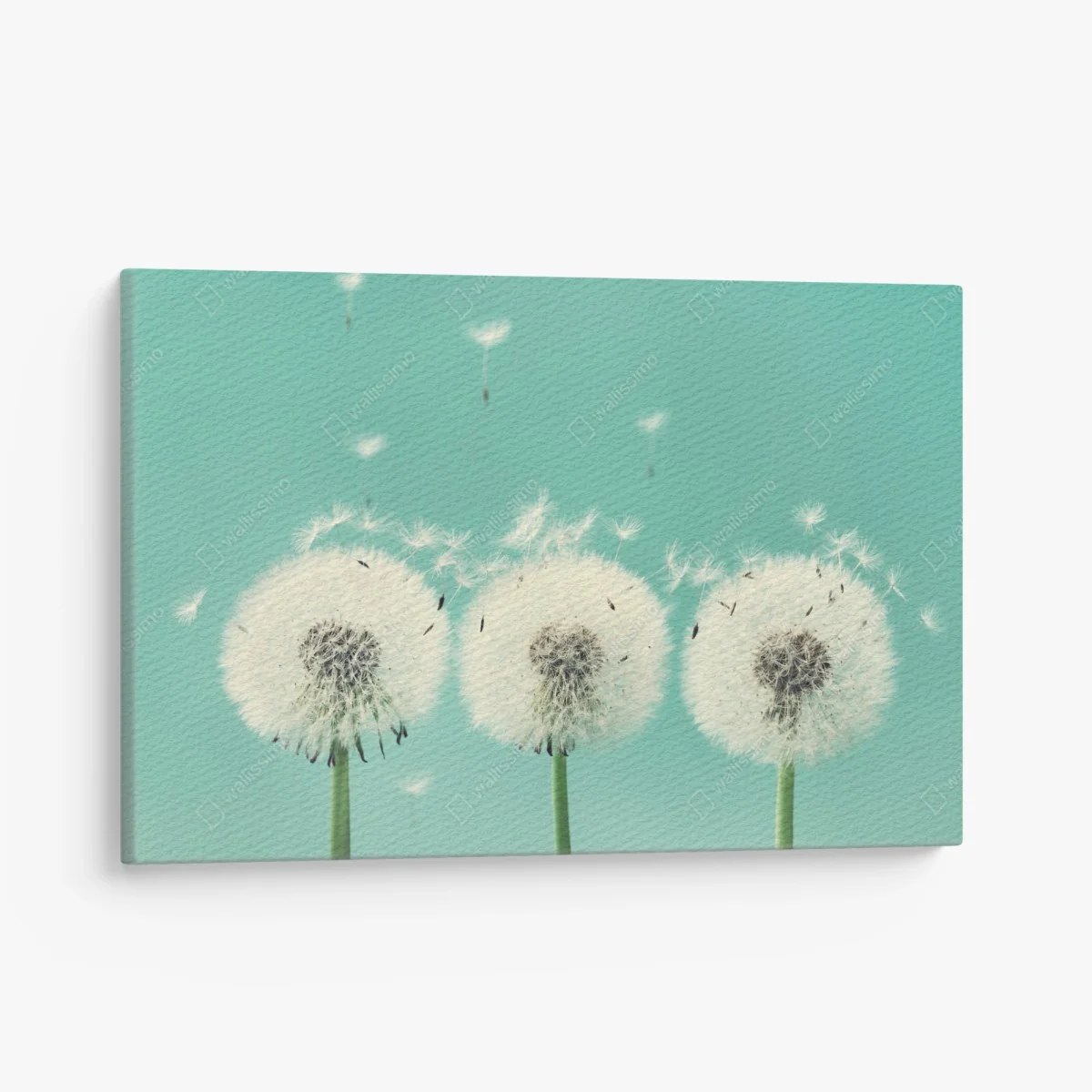 Leinwandbild drei löwenzahn-pusteblumen auf türkisgrund – Wallnifity® Leinwandbild drei löwenzahn-pusteblumen auf türkisgrund – Wallnifity®