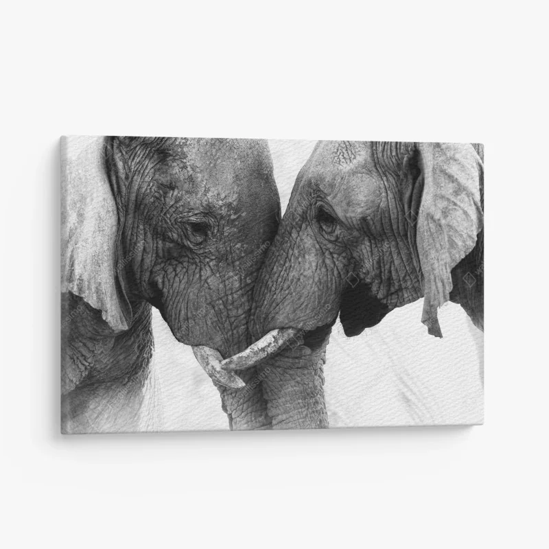 Leinwandbild elefanten umarmung schwarzweißes porträt
