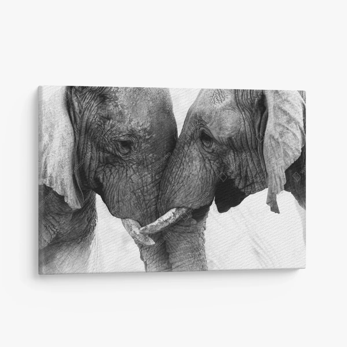 Leinwandbild elefanten umarmung schwarzweißes porträt – Wallnifity® Leinwandbild elefanten umarmung schwarzweißes porträt – Wallnifity®