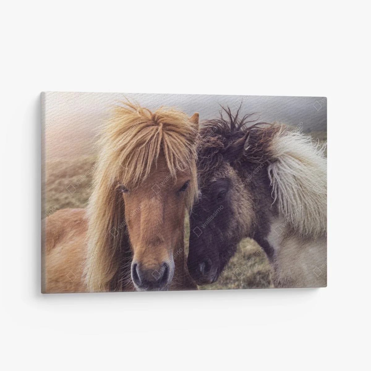 Leinwandbild zwei pferde auf einem nebligen hügel, Färöer-Inseln – Wallnifity® Leinwandbild zwei pferde auf einem nebligen hügel, Färöer-Inseln – Wallnifity®