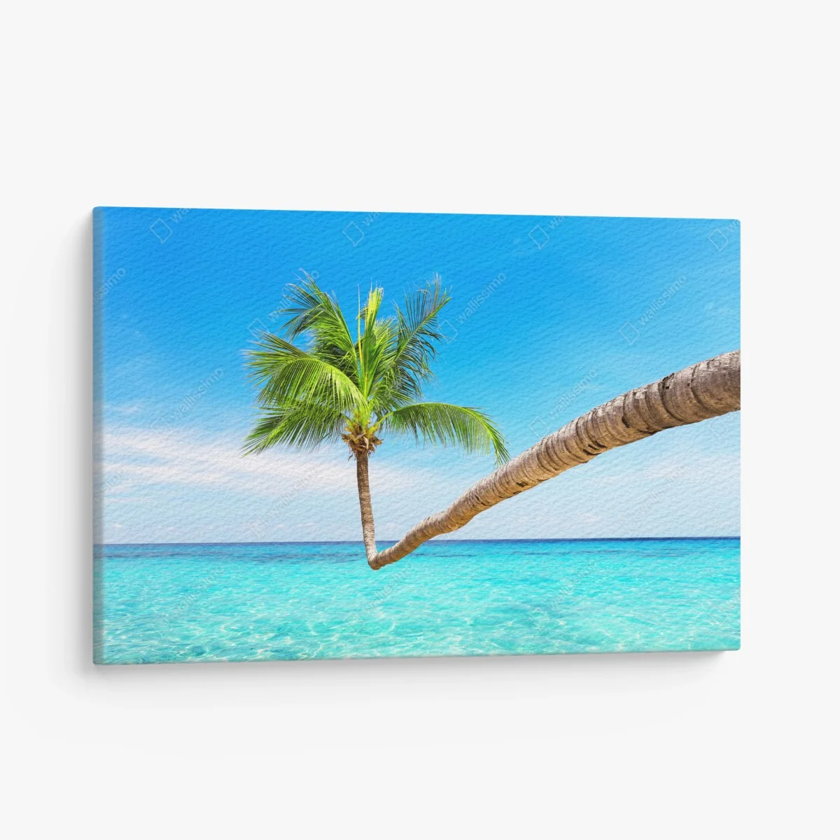 Leinwandbild tropische palme in Punta Cana – Wallnifity® Leinwandbild tropische palme in Punta Cana – Wallnifity®