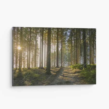 Leinwandbild sonniger waldweg im morgenlicht – Wallnifity®