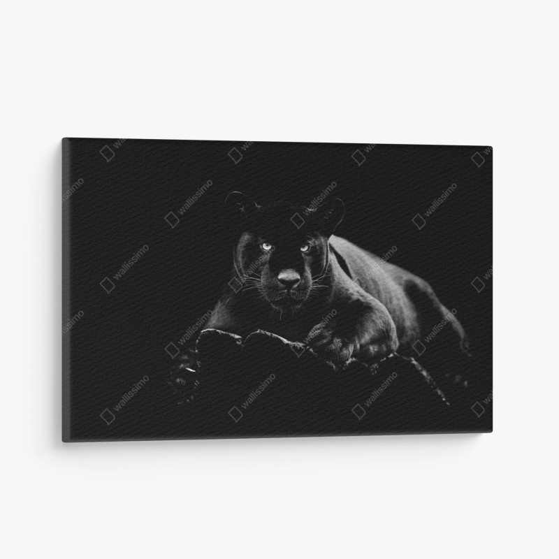 Leinwandbild majestätisches porträt eines schwarzen panthers